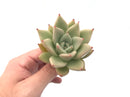 Echeveria Agavoides ‘Lydia’ 3" Rare Succulent Plant