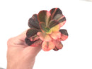Echeveria 'Primadonna' Variegated 3"-4" Rare Succulent