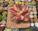 Echeveria 'Primadonna' Variegated 3" Succulent Plant