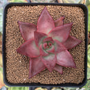 Echeveria Agavoides 'Red Ebony' 2"-3" Succulent Plant