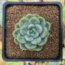 Echeveria 'Elsa' 2" Succulent Plant
