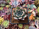 Echeveria 'Felipeso' 2" Succulent Plant