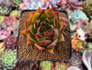 Echeveria Agavoides 'Lemon Tree' 2"-3" Succulent Plant