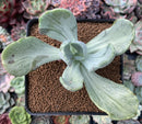 Pachyveria 'Jocelyns Joy' Variegated 3" Succulent Plant
