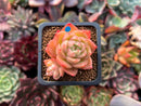 Echeveria Agavoides 'Spicy' 1" Cluster Succulent Plant