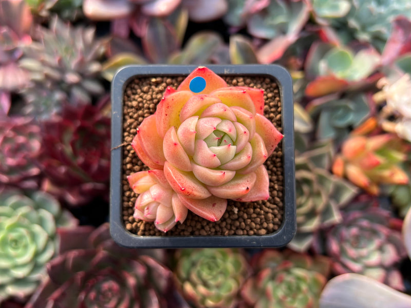 Echeveria Agavoides 'Spicy' 1