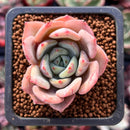 Echeveria 'Salmon' 1" Succulent Plant