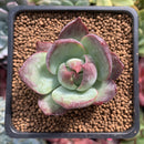 Echeveria 'Casio' 1"-2" Succulent Plant