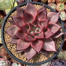 Echeveria Agavoides 'Romeo' 5" Succulent Plant
