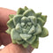 Echeveria 'Sublime' 1" Small Rare Succulent Plant