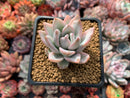 Pachyveria 'Simonasa' Variegated 3" Powdery Succulent Plant