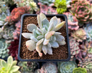 Echeveria 'Exotic' 1" Powdery Succulent Plant