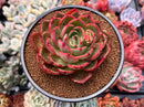Echeveria Agavoides 'Salu' 3" Succulent Plant