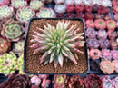 Echeveria Agavoides 'Early Morning Star' Crested 2" Succulent Plant