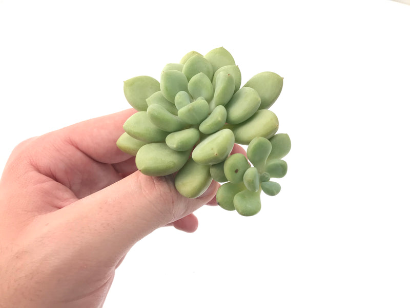 Echeveria 'Omega' New Hybrid 1” Small Succulent Plant