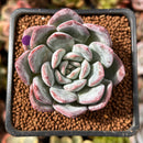 Echeveria 'Milk Rose' 2" Succulent Plant