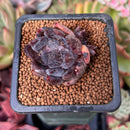 Echeveria 'Black Raccoon' 1" Succulent Plant