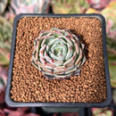 Echeveria 'Black Ball' 1" Succulent Plant