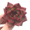 Echeveria Agavoides ‘Red Ebony’ Super Clone 2" Rare Succulent Plant