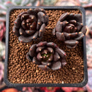 Echeveria 'Blackbird' 1"-2" Cluster Succulent Plant