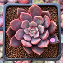 Echeveria 'Vasilisa' 1"-2" Succulent Plant
