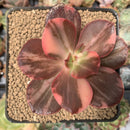 Echeveria 'Primadonna' Variegated 3" Succulent Plant