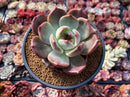 Echeveria 'Sharman' Wide-Leaf 4" Succulent Plant