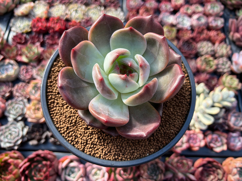 wide leaf succulent Echeveria 'Sharman' Wide-Leaf 4" Succulent Plant – True Succulents Plant Co