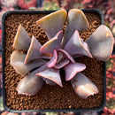 Echeveria 'Perle von Nurnberg' Trumpeting Form (Not Trumpet Pinky) 2"-3" Succulent Plant
