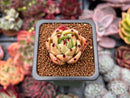 Echeveria sp. 1" Succulent Plant