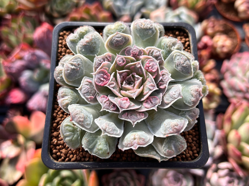 succulent hearts Echeveria 'Hearts Choice' 2