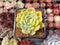 Echeveria 'Lemon Berry' Variegated 2" Succulent Plant