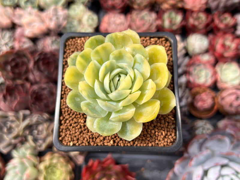lemon succulent Echeveria 'Lemon Berry' Variegated 2" Succulent Plant – True Succulents  Plant Co