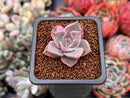 Echeveria 'Rosewing' 1" New Hybrid Small Succulent Plant