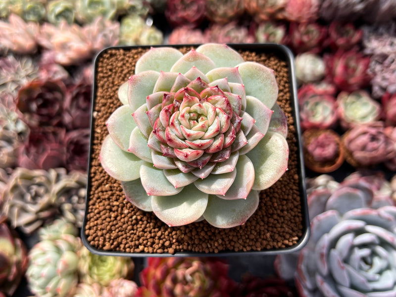 best succulent nursery near me Echeveria 'Red Velvet' 3