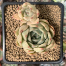 Echeveria Agavoides 'Jenika' 2" Succulent Plant