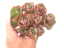 Echeveria 'Suyon' Cluster 4" Rare Succulent Plant