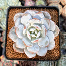 Echeveria 'Laui' 3" Powdery Succulent Plant