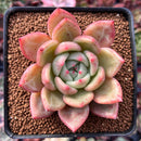 Echeveria 'Orange Champaign' 2" Succulent Plant