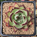 Echeveria Agavoides 'Maria' 2"-3" Succulent Plant