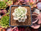 Sedum 'Clavatum' Variegated 2" Succulent Plant