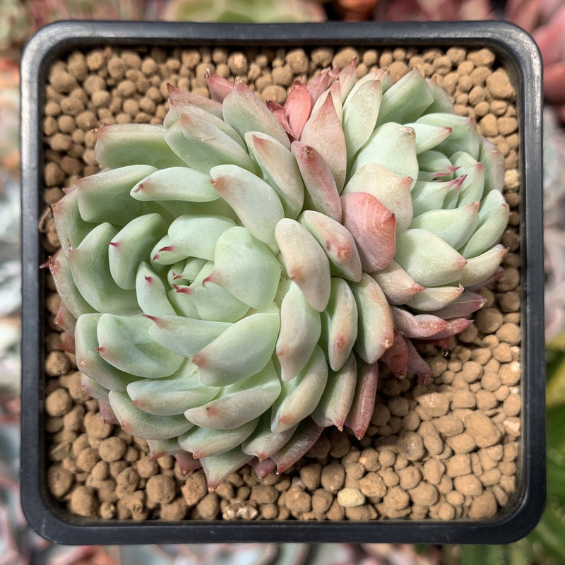 tippy succulent Echeveria 'Tippy' 3" Succulent Plant – True Succulents Plant Co