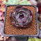 Echeveria 'Dark Opal' 1" Succulent Plant