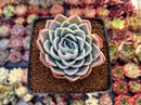 Echeveria 'Josephine' 2" Succulent Plant