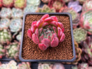 Echeveria 'Sarahime' Hybrid 2" New Hybrid Succulent Plant