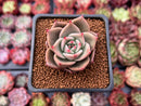 Echeveria Agavoides 'Jade Star' 1" Succulent Plant