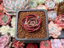 Echeveria 'Red Tan' 1" Succulent Plant