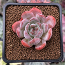 Echeveria 'Starmark' 1" Succulent Plant