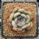 Echeveria 'Star Mark' 2" Succulent Plant