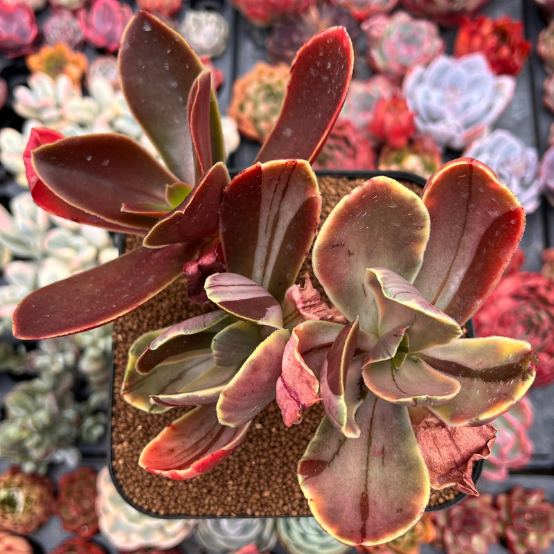 mahogany rose succulent Echeveria 'Fimbriata' Variegated AKA 'Fasciculata' 8" Extra Large Cluster  Succulent Plant